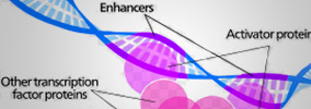 Protein/Antibody Arrays